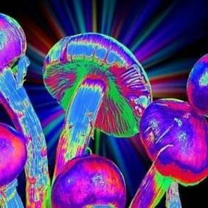 Meet your Posher, Bryan